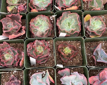 Boutures d'Echeveria