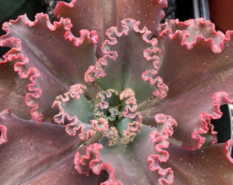 Echeveria frise rouge