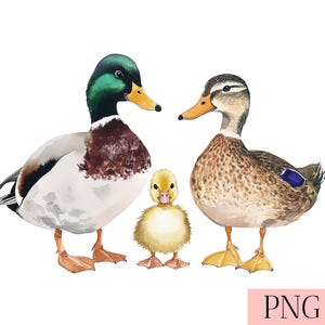 Imágenes prediseñadas de la familia del pato real - Pato acuarela PNG - Arte de guardería para baby shower - Ilustración de animales del bosque - Descarga digital instantánea
