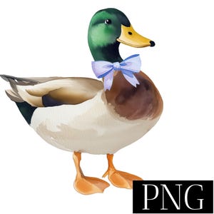 Watercolor Mallard Duck Clipart – Wild Duck with Blue Bow PNG – Boy Duck - Baby Shower Invitation, Boy Birthday, Printable
