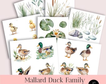 Watercolor Mallard Duck Clipart: PNG Illustration Bundle (Digital Download)