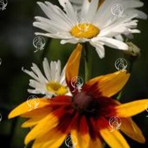 Whispering Petals