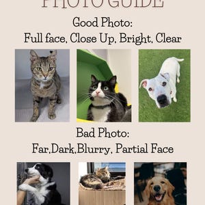 May include: A photo guide with examples of good and bad photos for pet profiles. The good photos show a cat and two dogs with full faces, close-up, bright, and clear. The bad photos show a dog, a cat, and a dog with far, dark, blurry, and partial faces.
