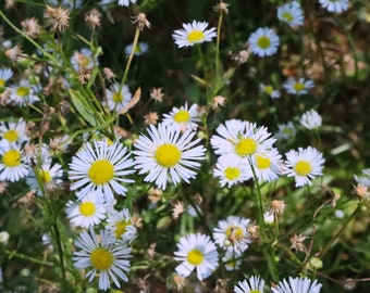 Coulter&#39;s Daisy in Dix Park, Ravenna, Ohio