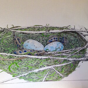 Birds Nest with Feathers and Eggs Original Watercolor and Ink image 1