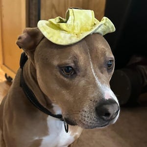 Dog Hat, Summer Dog Hat, Hat For Pets, Pet Sun Hat, Doggy Sun Hat, Big or Small Dog Sun Hat, Sun Hat For Dog, Puppy Sun Hat, Fun In The Sun