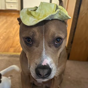Adorable Dog Hat, Cozy Pet Beanie For Small or Large Dogs, Cute Puppy Cap, Funny Dog Costume Accessory For Photos or Gifts