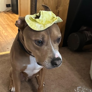 Funny Pet Wig Hat for Dogs & Cats, Hilarious Animal Headwear for Costumes,Events Photo Props,Dog Sun Hat,Summer Pet Accessory for Beach Days