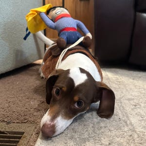 Cowboy Dog Costume, Funny Western Dog Outfit for Small to Large Pets, Cute Dog Clothes for Walks, Photos, and Everyday Fun