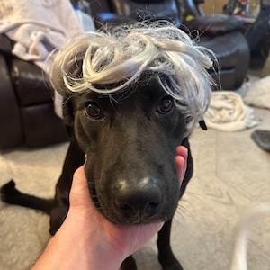 Wig for Dog, White collar for Dog, Small Dog Hat, Dog costumes, Pet Wig Gray Color For Dog or Cat, Wig For Pet,Halloween Pet Wig,Costume Wig