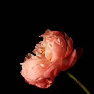 A Bloomed Pioen-print: Night's Bloom