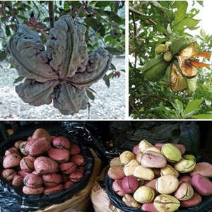 2 Lobes Colanut 8 Oz Africa Cola Nut Kola Nuts - Etsy
