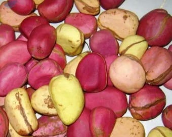 Nuez de cola de 2 lóbulos, 8 oz, nuez de cola africana, nueces de cola