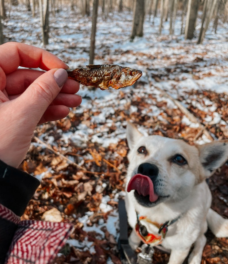 Steelhead Trout Dog Treats Etsy