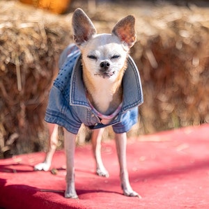 May include: A small, white chihuahua wearing a blue denim jacket stands on a red surface. The dog has its eyes closed and is looking slightly to the right.