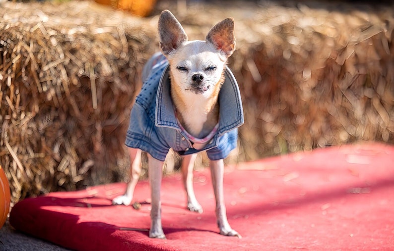 May include: A small, white chihuahua wearing a blue denim jacket stands on a red surface. The dog has its eyes closed and is looking slightly to the right.