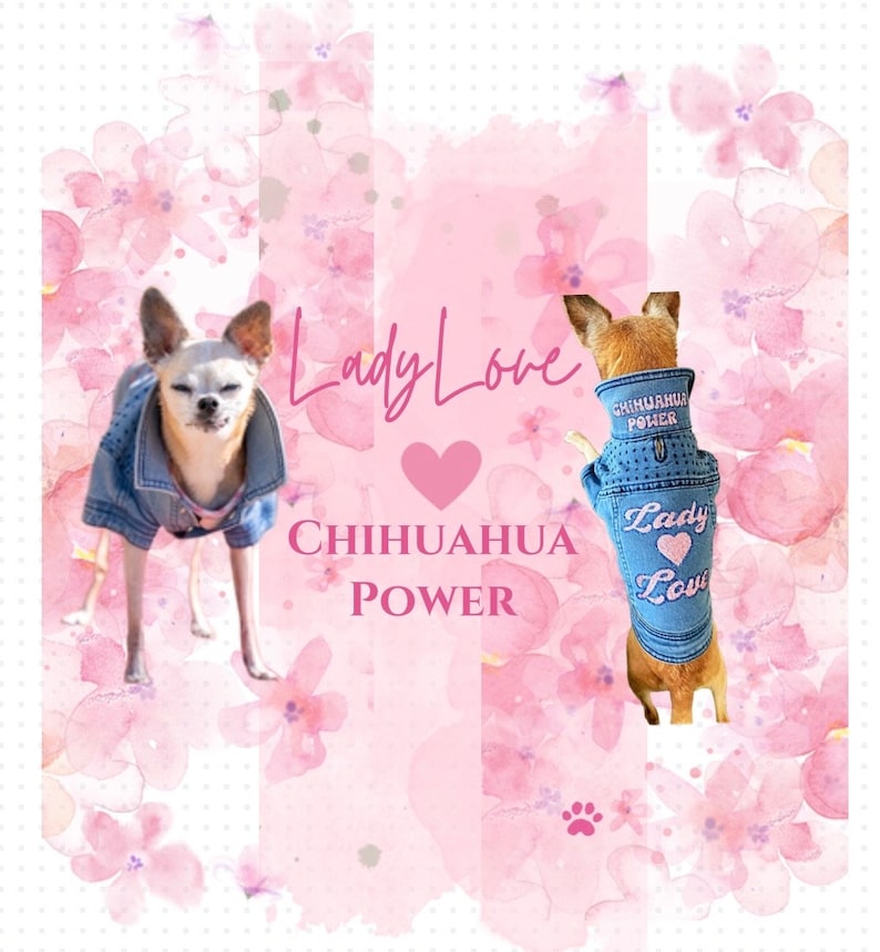 May include: Two chihuahua dogs wearing denim jackets with pink embroidery. The jackets say "Chihuahua Power" and "Lady Love". The dogs are on a pink background with pink flowers.