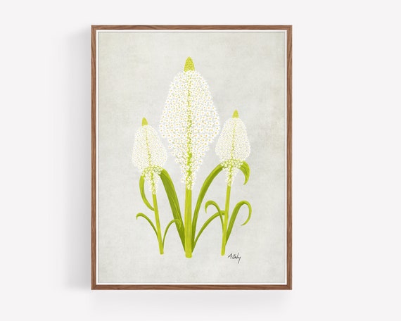 Beargrass Wildflower Wall Art Print - Wildflowers Art - Scandinavian Decor - Illustration Art - Flower Print - Modern Farmhouse - Boho Decor