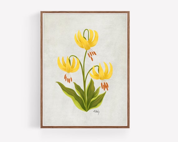 Glacier Lily Wildflowers - Illustration Print - Floral Art - Botanical Art - Botanical Prints - Floral Prints - Boho art - large wall art