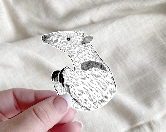 Cute Anteater Sticker | Vinyl Sticker | animal stickers | Scrapbooking | Journaling | Anteater | laptop stickers | water bottle stickers