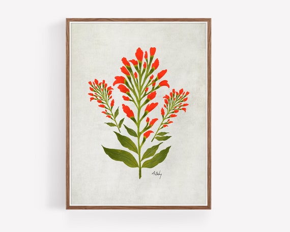 Indian Paintbrush Flowers - Illustration Print - Botanical Wall Art - Boho Wall Art - Floral Art - Wildflowers Print  - Large wall art