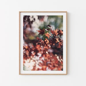 Herbst Foto Japanischer Ahorn Fine Art Fotografie Print. Japan Geschenk Wohnung. Herbstliche Wand Deko Wohnzimmer. Botanischer Druck