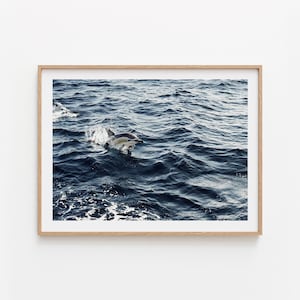 WILD DOLPHIN Photography. Framed Fine Art Print. Marine Life Wall Art South Pacific. Wild Animal Photography. Wildlife print for living room
