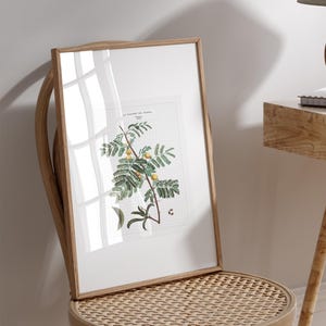 Vintage Mimosa botanical poster A4 – Floral plant illustration wall art, eco friendly print, natural and timeless home decor