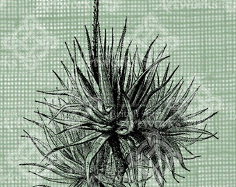 Aloe Vera Plant Art Stamp Etsy Nz