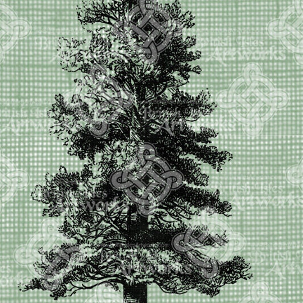 Digital Download Norway Spruce Tree, Fir Tree, Antique Illustration, digi stamp, digital stamp, Christmas Winter Evergreen, Digital Transfer