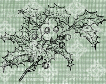 Digital Download Christmas Holly Sketched image Colorbook Style for coloring Illustration digi stamp, digital stamp, Winter Digital Transfer