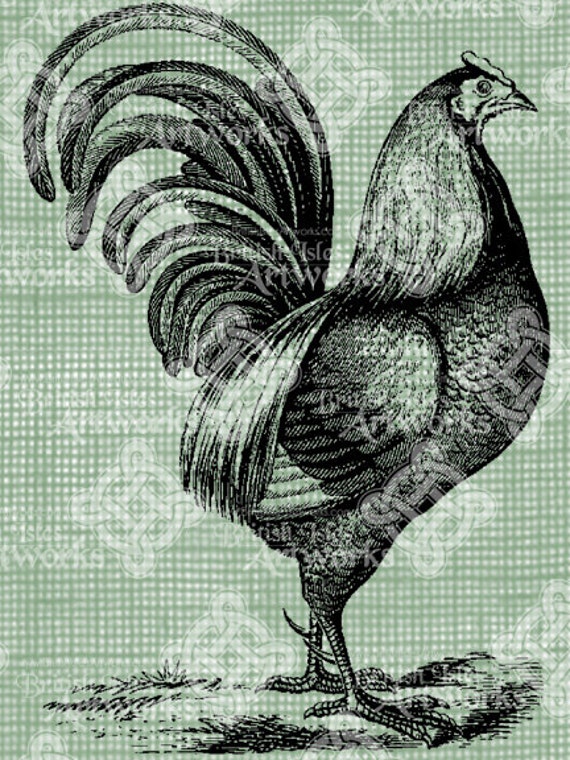 Digital descargar dibujo gallo Vintage ilustración de aves - Etsy España Digital descargar dibujo gallo Vintage ilustración de aves - Etsy España