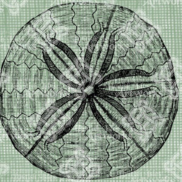 Digital Download Sand Dollar Seashell, digi stamp, Antique Illustration, Beach Sea Shells, Oceanside Seaside, Digital Transfer