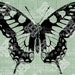 Digital Download Large Butterfly Vintage graphic, digi stamp, Beautiful Transfer