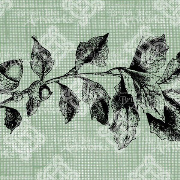 Digital Download Oak Leaves with Acorns Sprig Fall Autumn Foliage Antique Illustration digi stamp, digital stamp, Gardening Leaf Tree Branch
