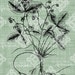 Digital Download Wild Strawberries Digital Download digi stamp, digis, digital stamp, Strawberry Antique Illustration