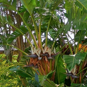 20 inch Blue White Bird of Paradise Plant Strelitzia nicolai Large House Plant