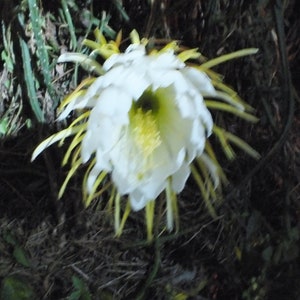 Epiphyllum Night Blooming Cactus 24in Selenicereus grandiflorus Orchid Cactus White Live plants image 2