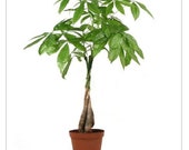 Braided Money Tree Live Plant