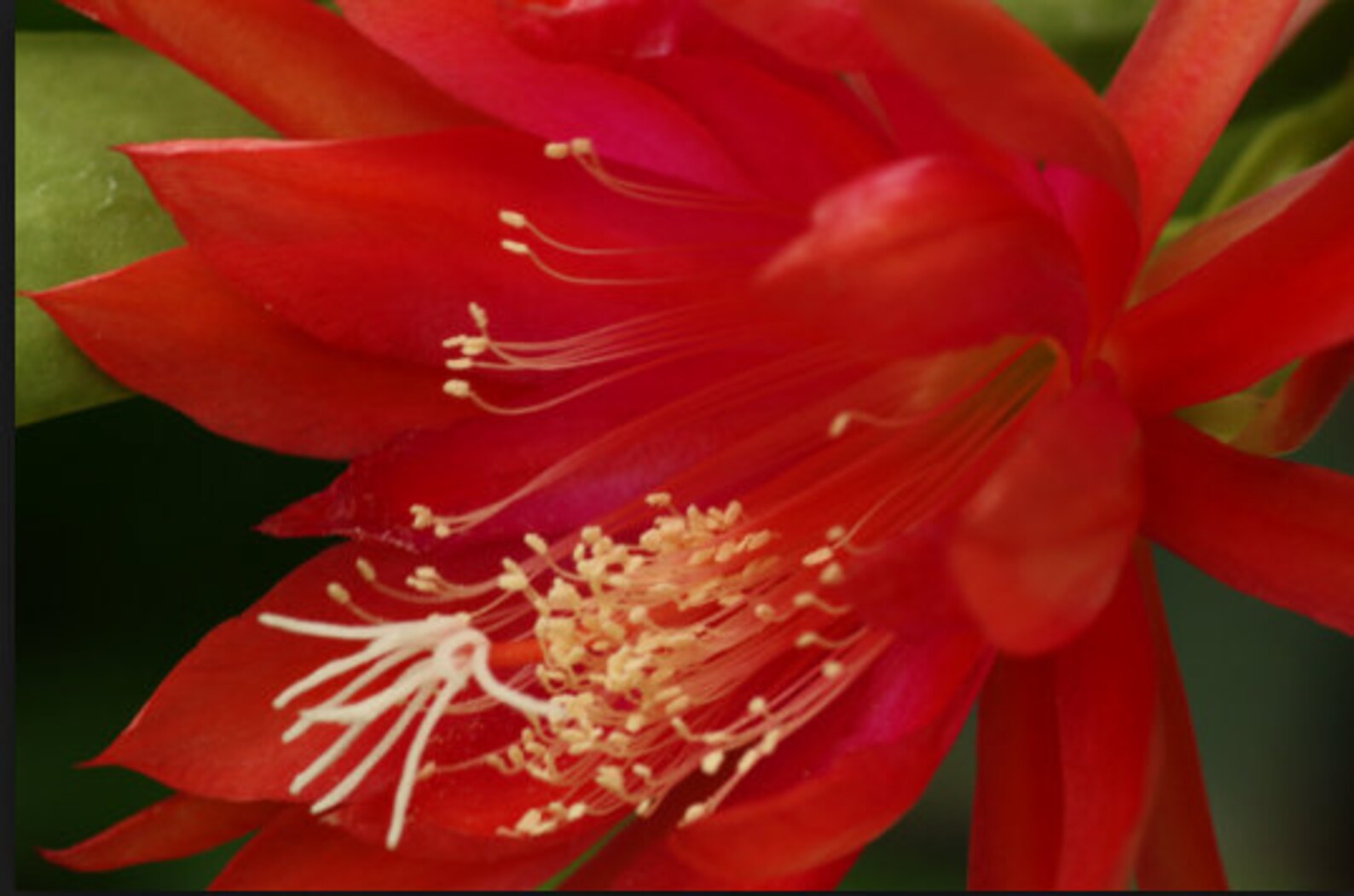 Red Epiphyllum Orchid Cactus Live Plant Large piece rooted. Etsy