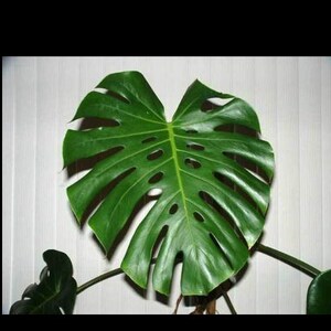 Large Monstera Plant Split Leaf Philodendron Houseplant Live Tropical Garden image 10