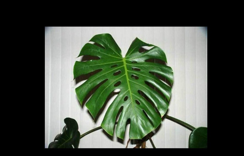 Large Monstera Plant Split Leaf Philodendron Houseplant Live Tropical Garden Bild 10
