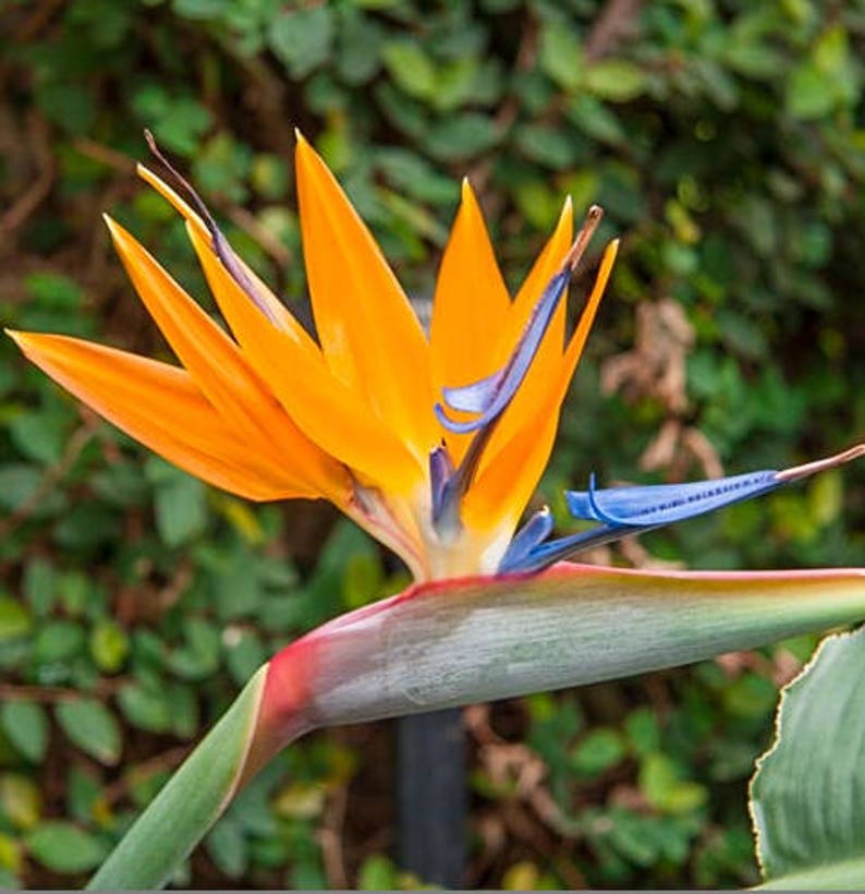 15-20in Orange Bird of Paradise, Live Plant, Strelitzia, image 3