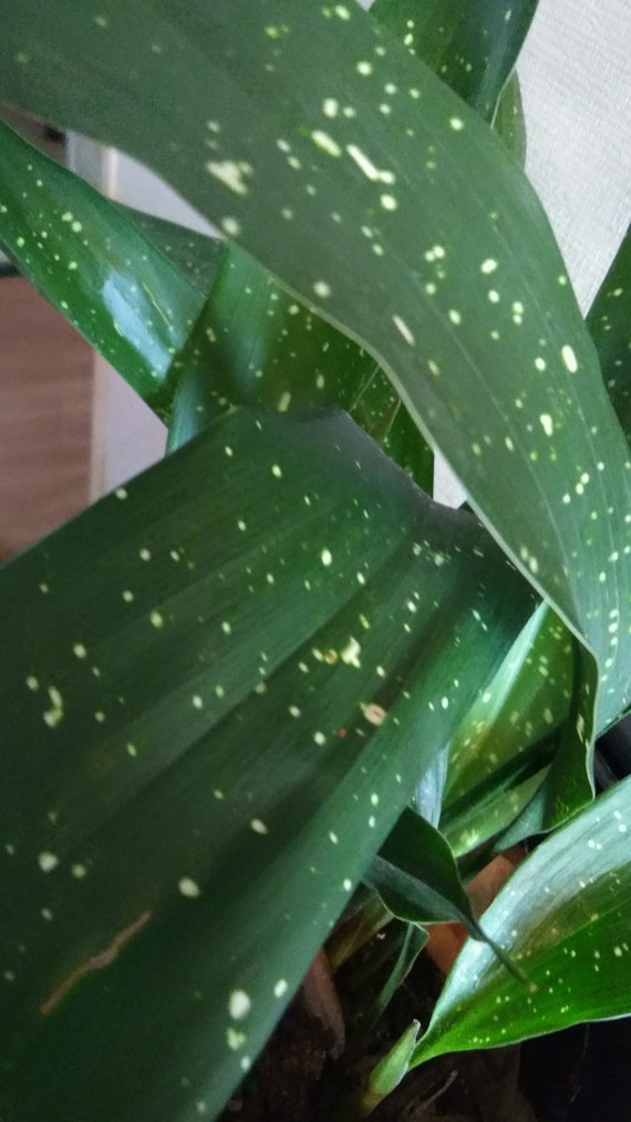 aloe vera pflanze ohne stacheln Tipps zur Pflege deiner Pflanze : Aloe Vera – PflanzenFuerAlle main image 0