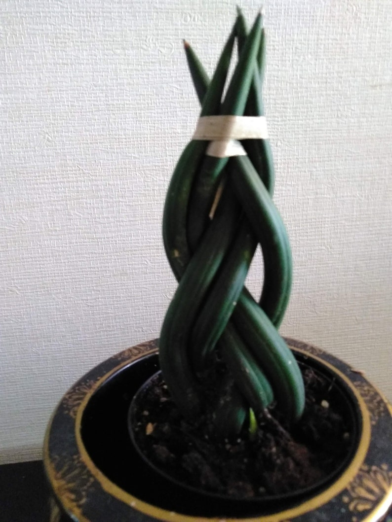 Braided Sansevieria cylindrica snake plant African spear ...