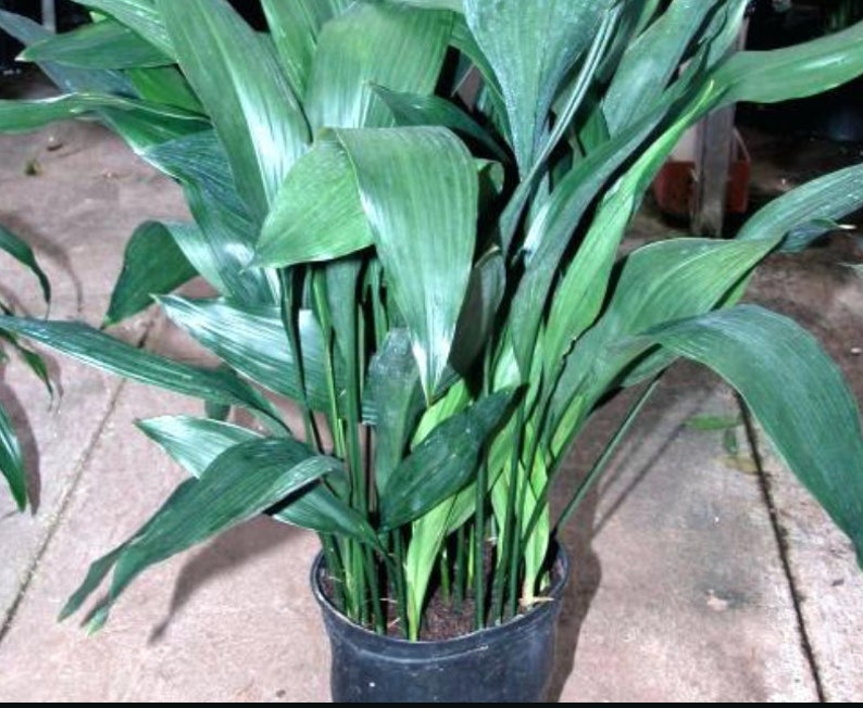 CAST IRON PLANT Aspidistra Elatior Easy Any light Live Plant image 9
