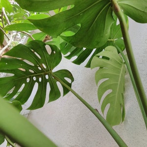 Live Monstera Plant Split Leaf Philodendron Tropical Garden Houseplant Elephant Ear Window