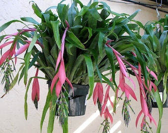 Queens Tears Bromeliad. Red Yellow Blue Blooms Billbergia nutans, Live plants