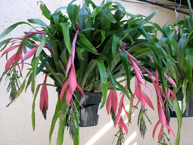 Billbergia Bromeliads - Etsy