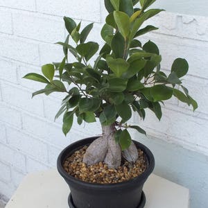 Bonsai Ficus Tabletop desktop Plant Tree Live